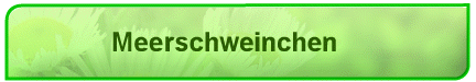 Meerschweinchen